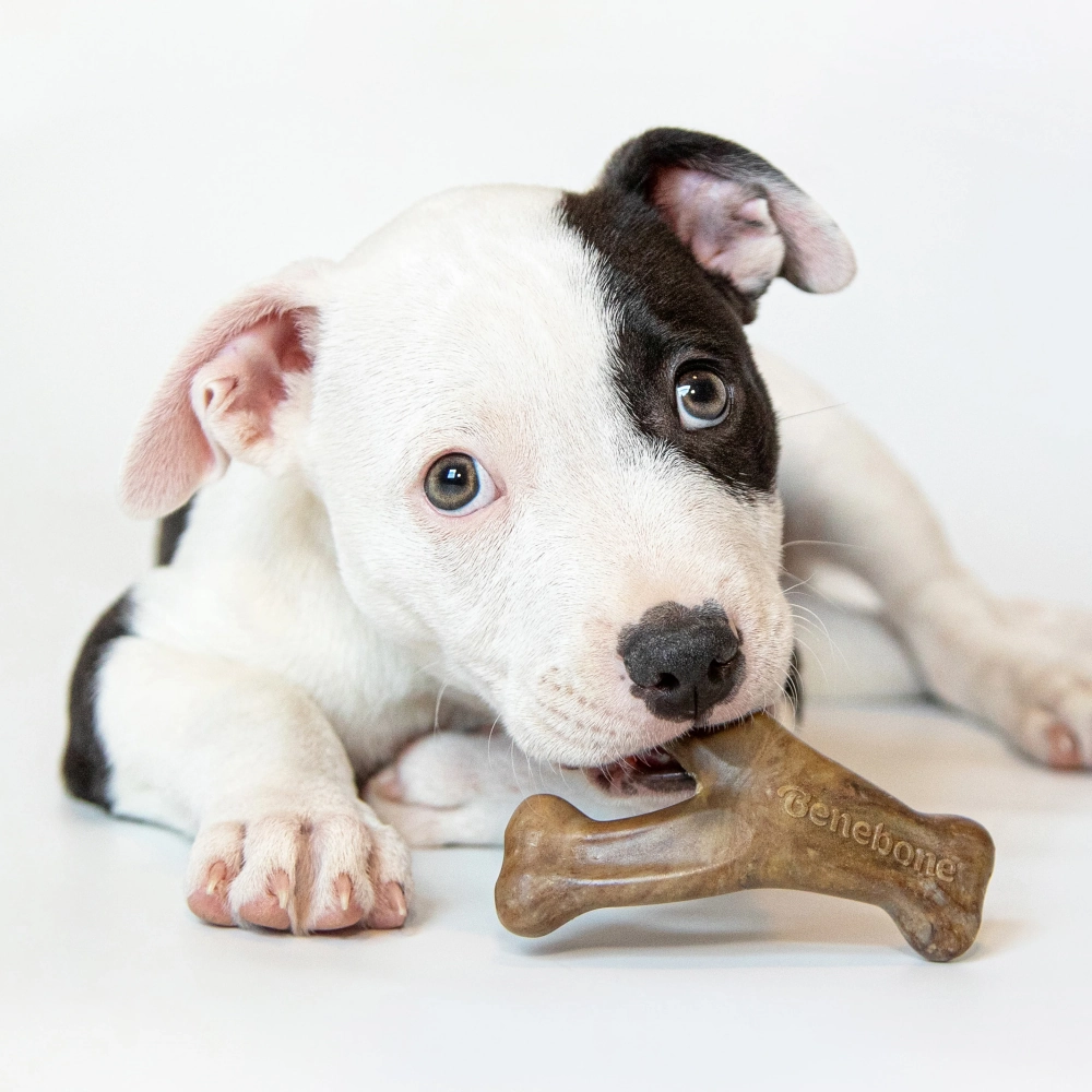 Benebone Bacon Flavored Dental and Wishbone Chew Toys for Puppy