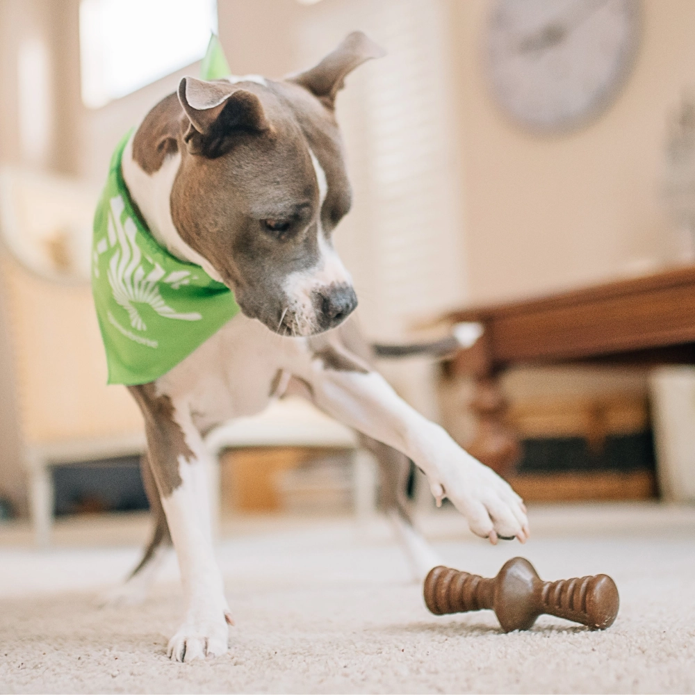 Benebone Chicken Flavored Zaggler Chew Toy  for Dogs