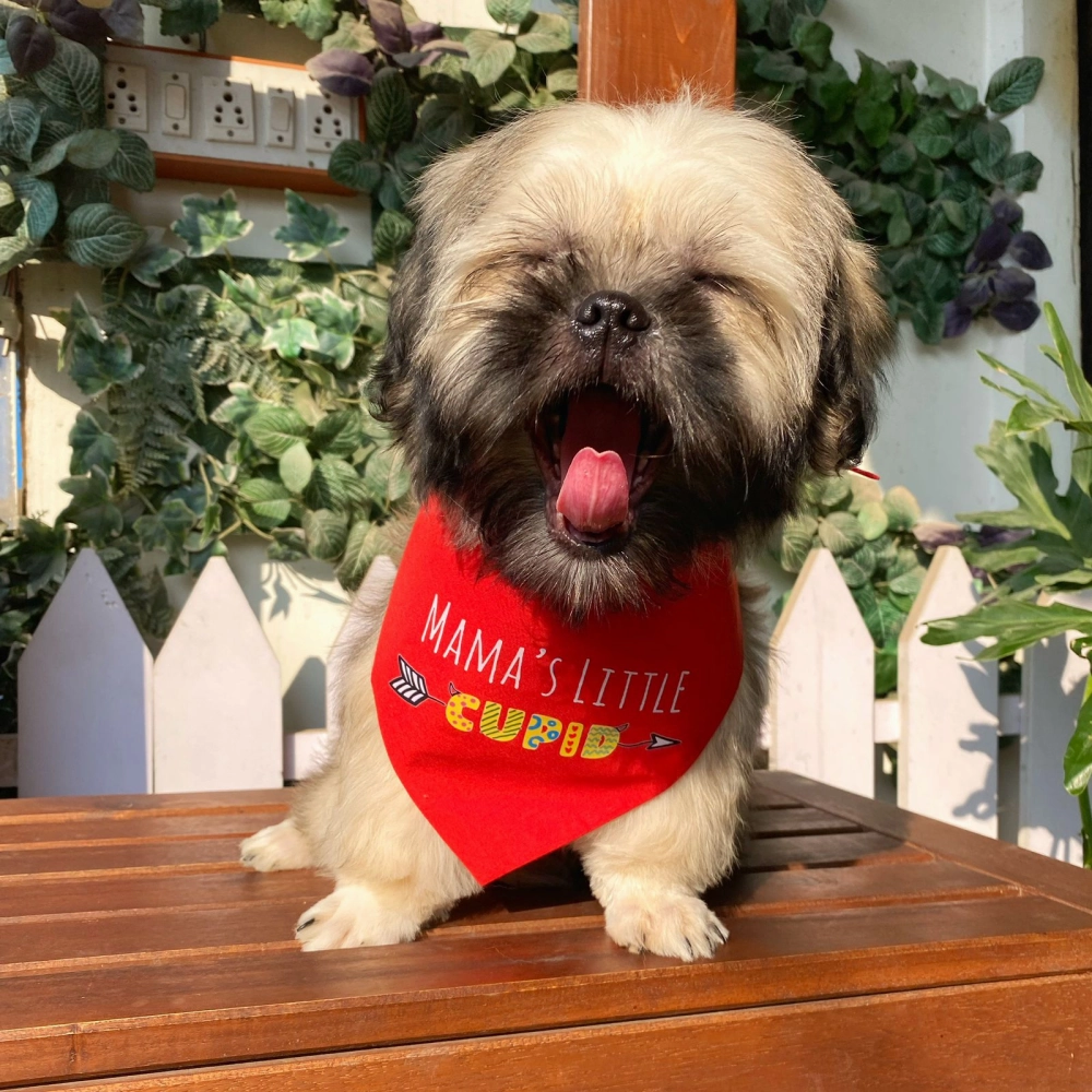 Dogobow Mama's Little Cupid Scarf for Dogs (Red) (Get a Bow Free)