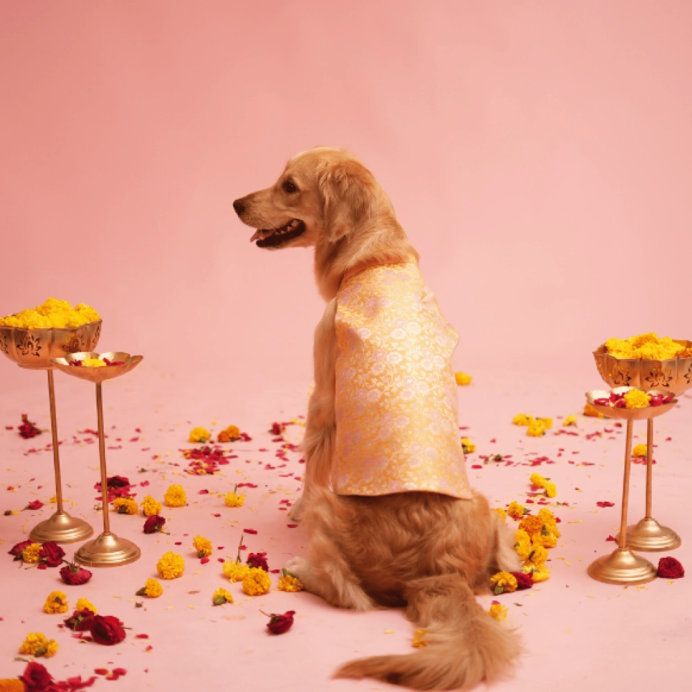 Floof & Co Banarasi Sherwani for Dogs (Yellow/Pink)