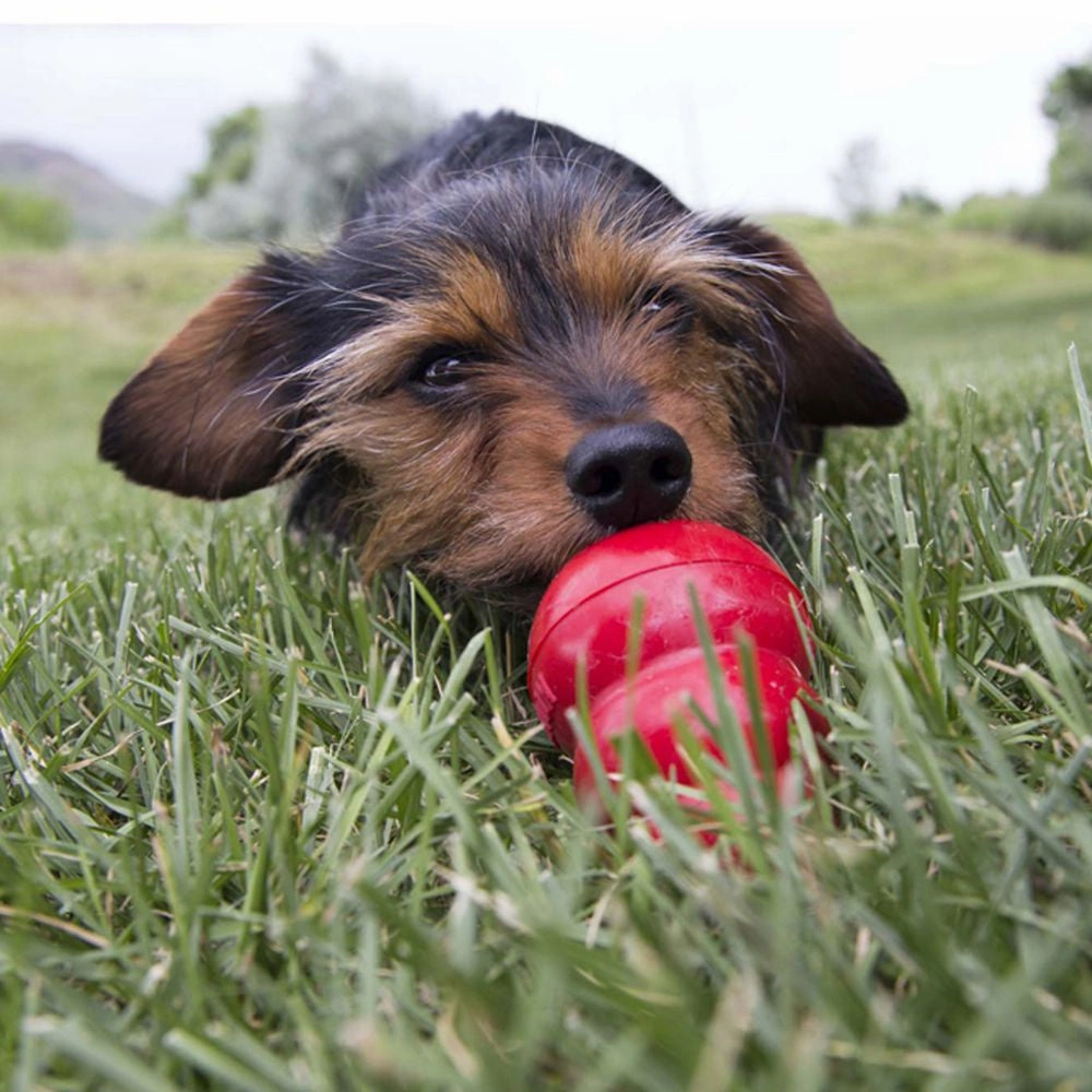 KONG Peanut Butter Easy Treat for Dogs