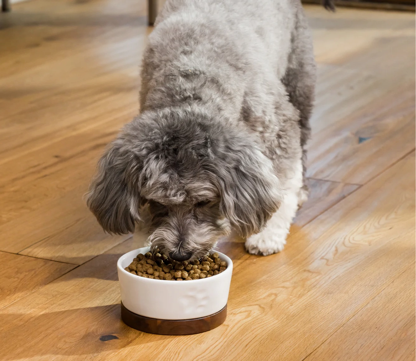 Open Farm Grass-Fed Beef Dry Dog Food