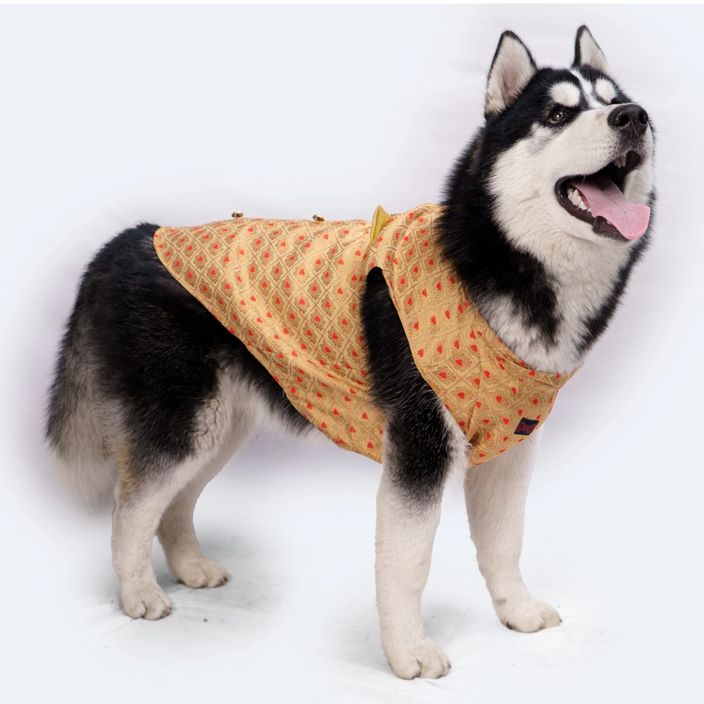 Pawgypets Sherwani for Dogs and Cats (Golden)