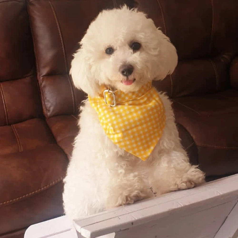 Pet Feast Checkered Collar And Bandana Sets for Dogs (Yellow)