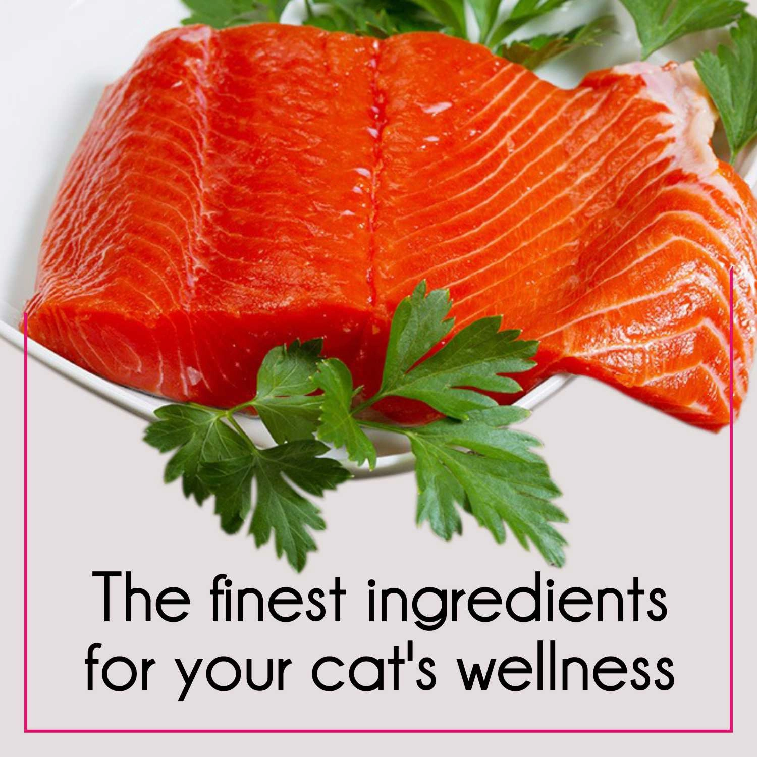 Purepet Ocean Fish and Tuna and Salmon Adult Cat Dry Food Combo
