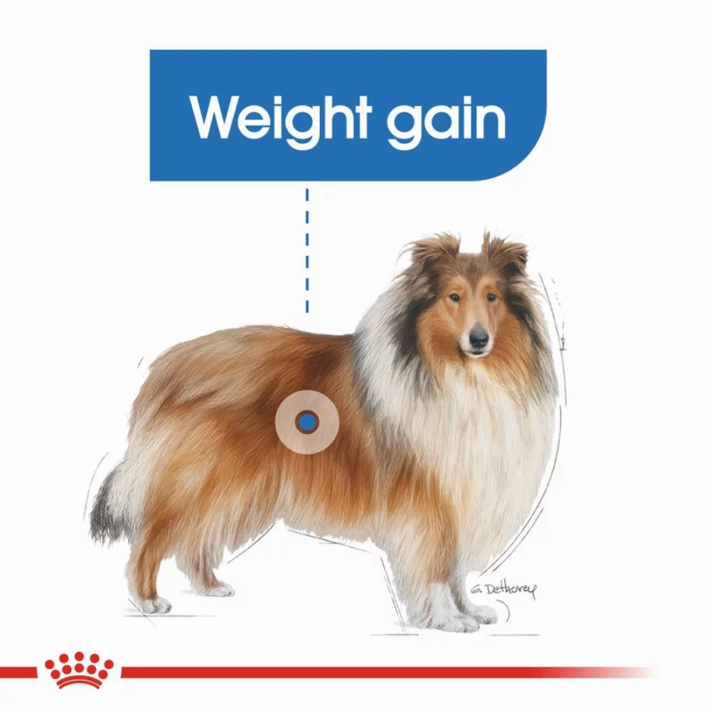 Royal Canin Maxi Light Weight Care Dog Dry Food