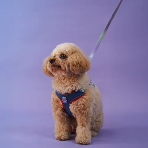 Skatrs Everyday Ready Harness & Leash Set for Small Breed Dogs & Cats (Blue)