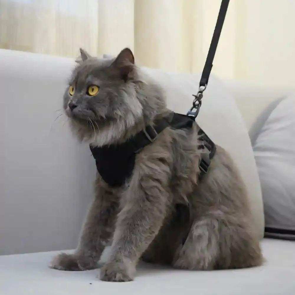 Skatrs Harness with Leash for Cats (Black)