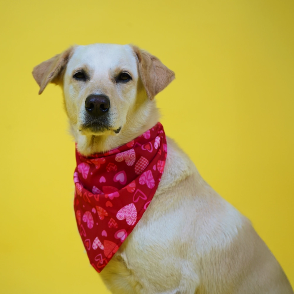 Skatrs Heart Printed Bandana for Dogs and Cats (Red)