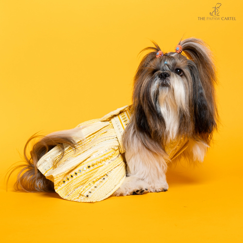 The Papaw Cartel Sunrise Ghagra Choli with Mirror Embroidery for Dogs (Yellow)