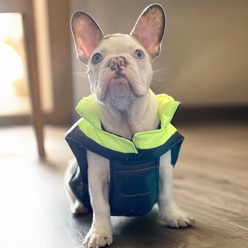 Woofiezz Warm & Comfortable Winter Jackets for Dogs and Cats (Neon Green/Blue)
