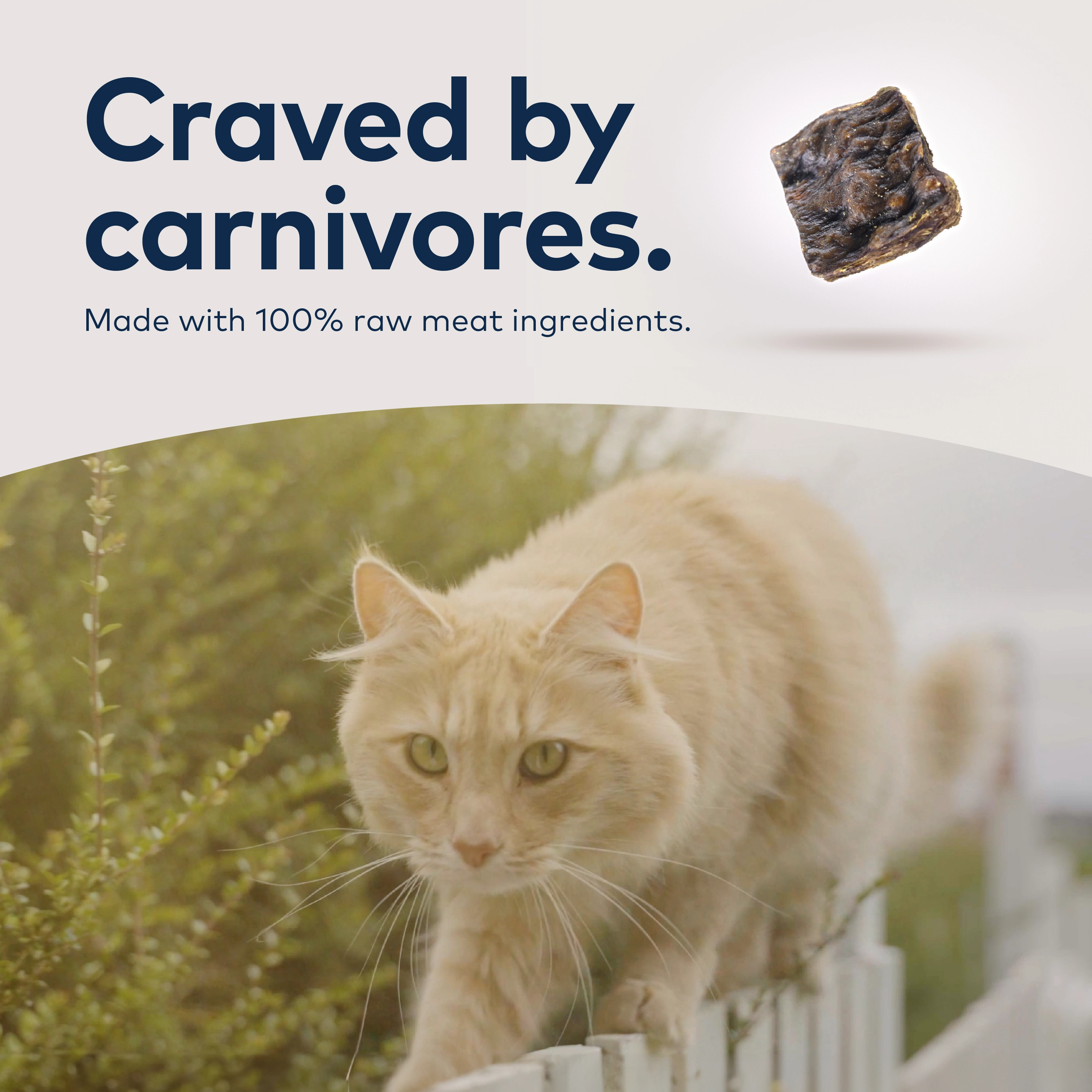 ZIWI Air Dried Beef Cat Food