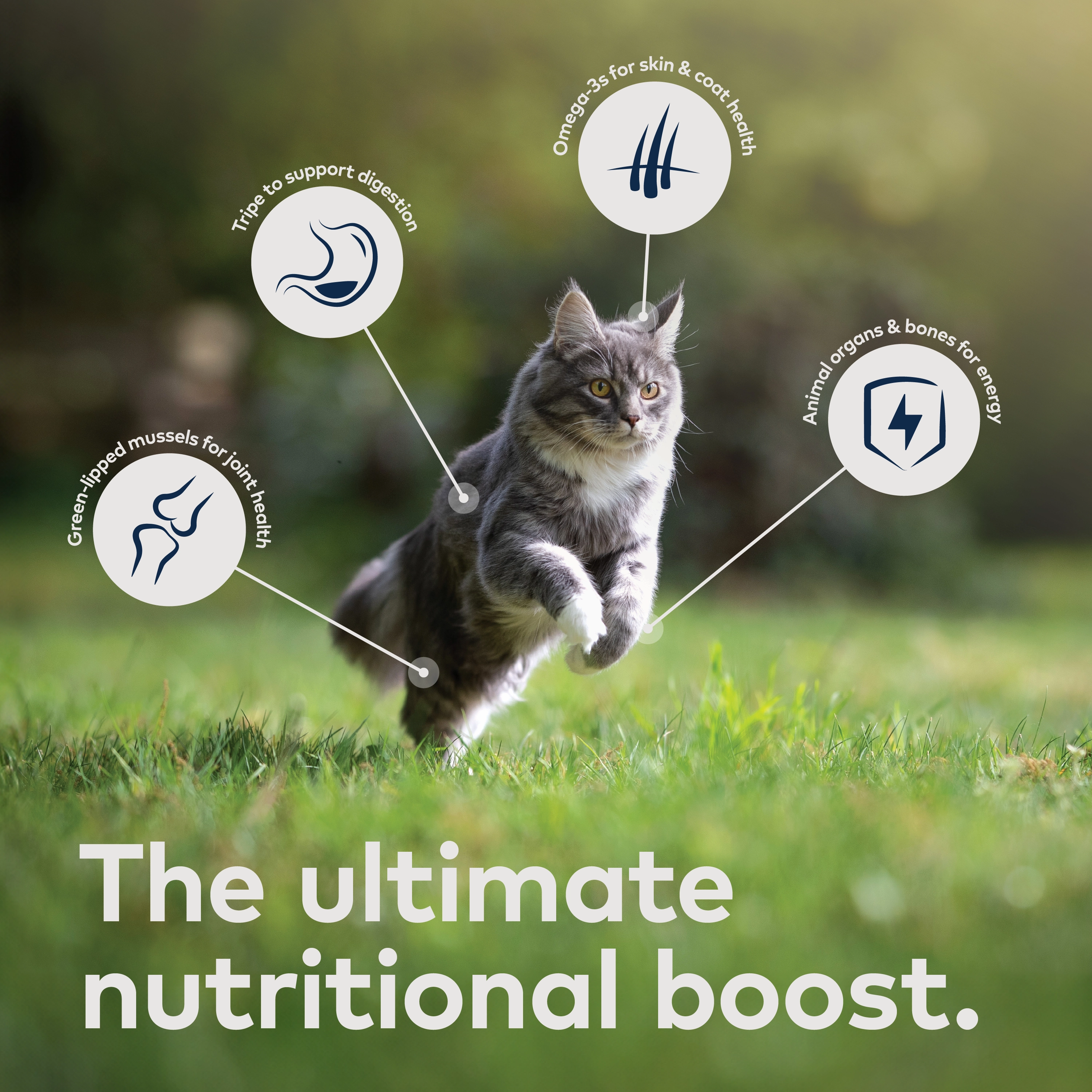 ZIWI Air Dried Beef Cat Food