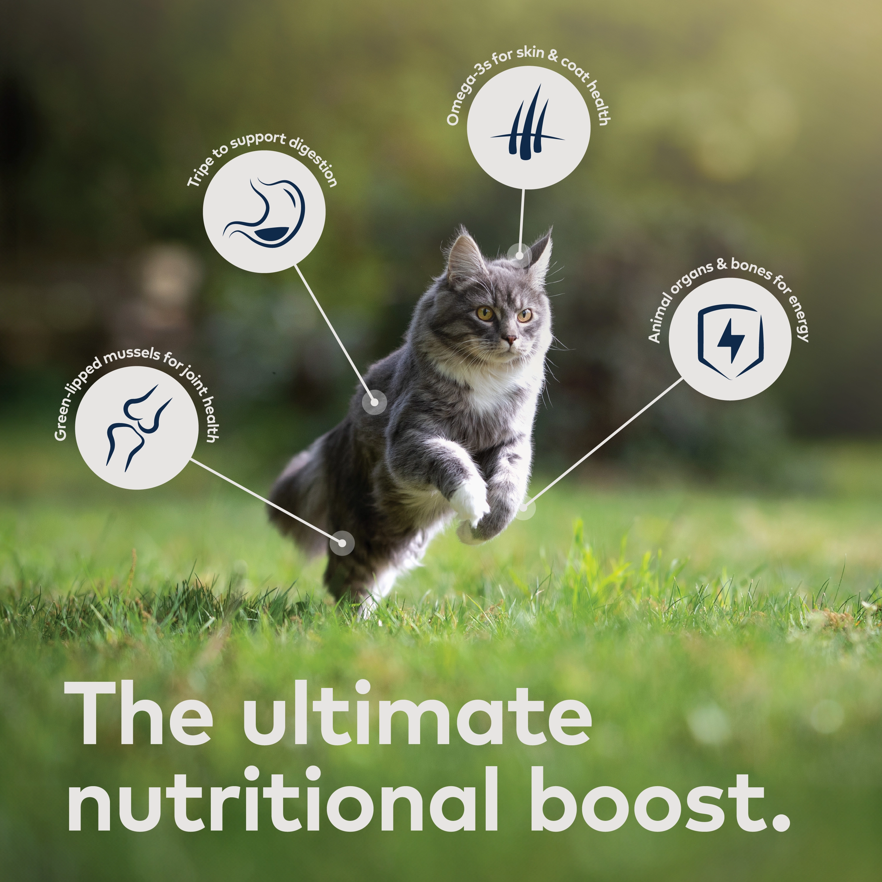 ZIWI Air Dried Chicken Cat Food