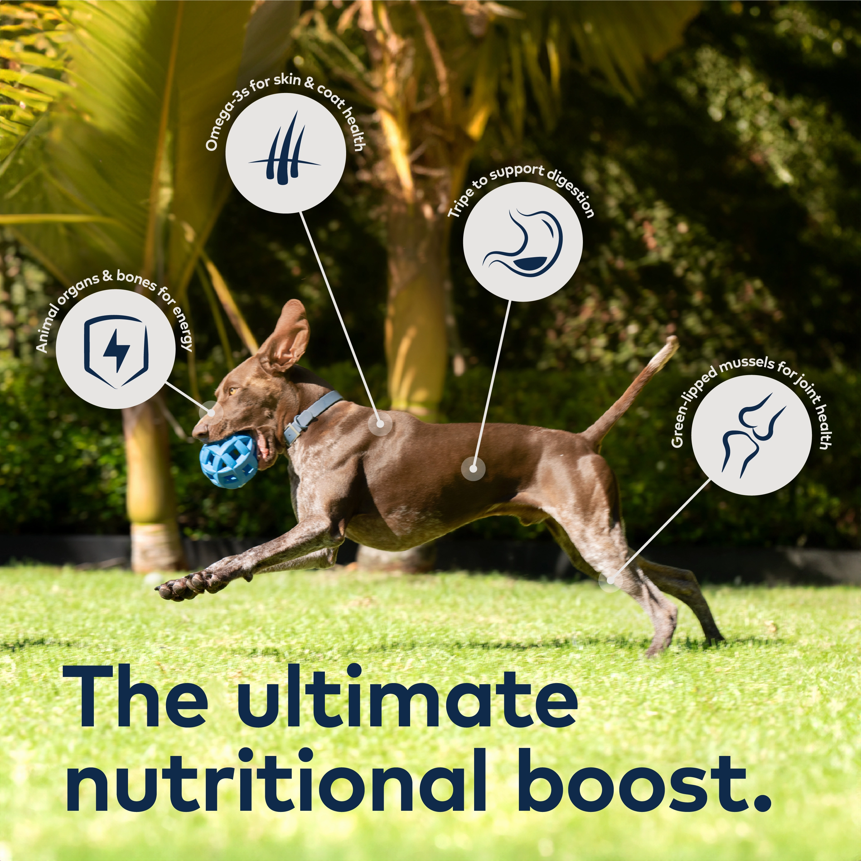 ZIWI Air Dried Chicken Dog Food